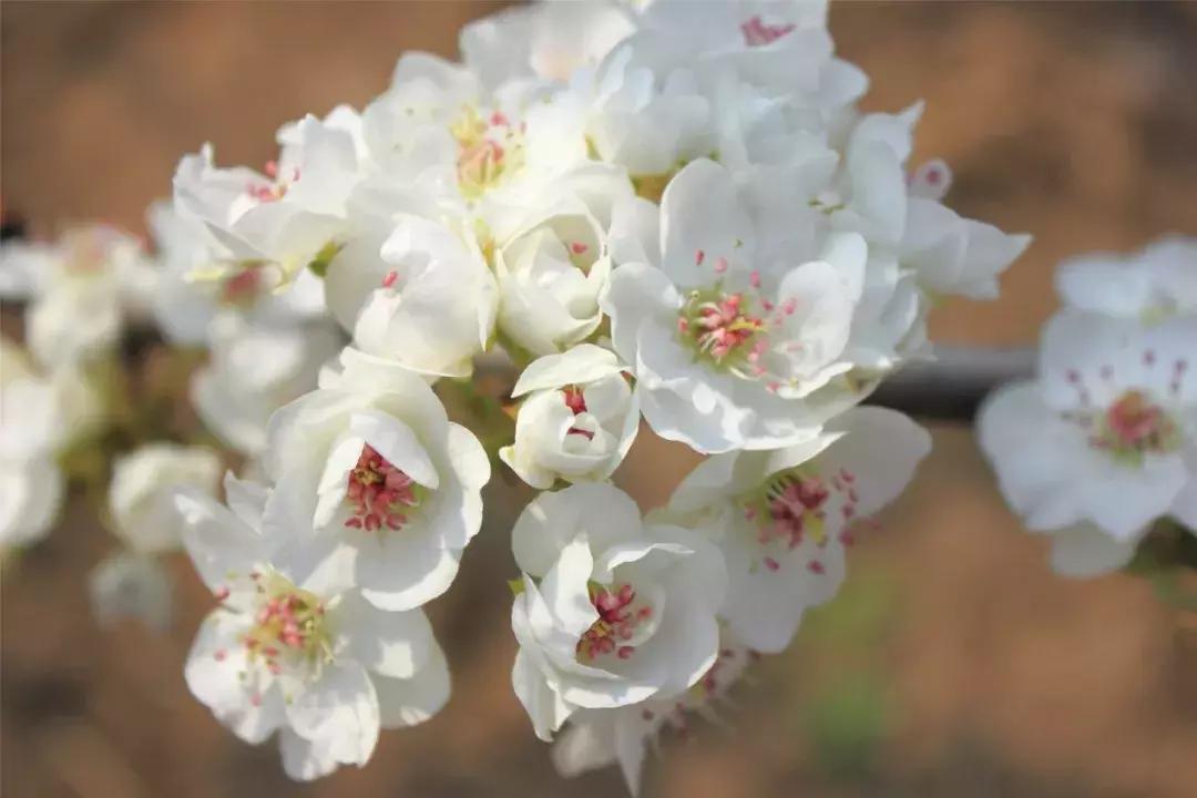 最适合赏花的花,视觉盛宴五种赏花名花供您选择