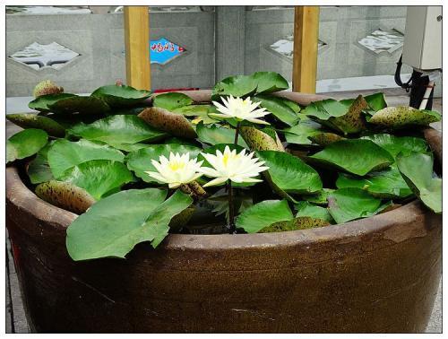 莫奈作品高清大图名画睡莲,莫奈的画高清大图睡莲