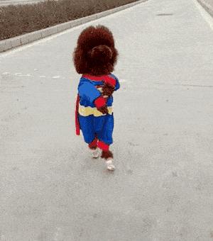 长不大的宠物狗小型犬品种有哪些,建议穷人养的10种小型犬小银狐