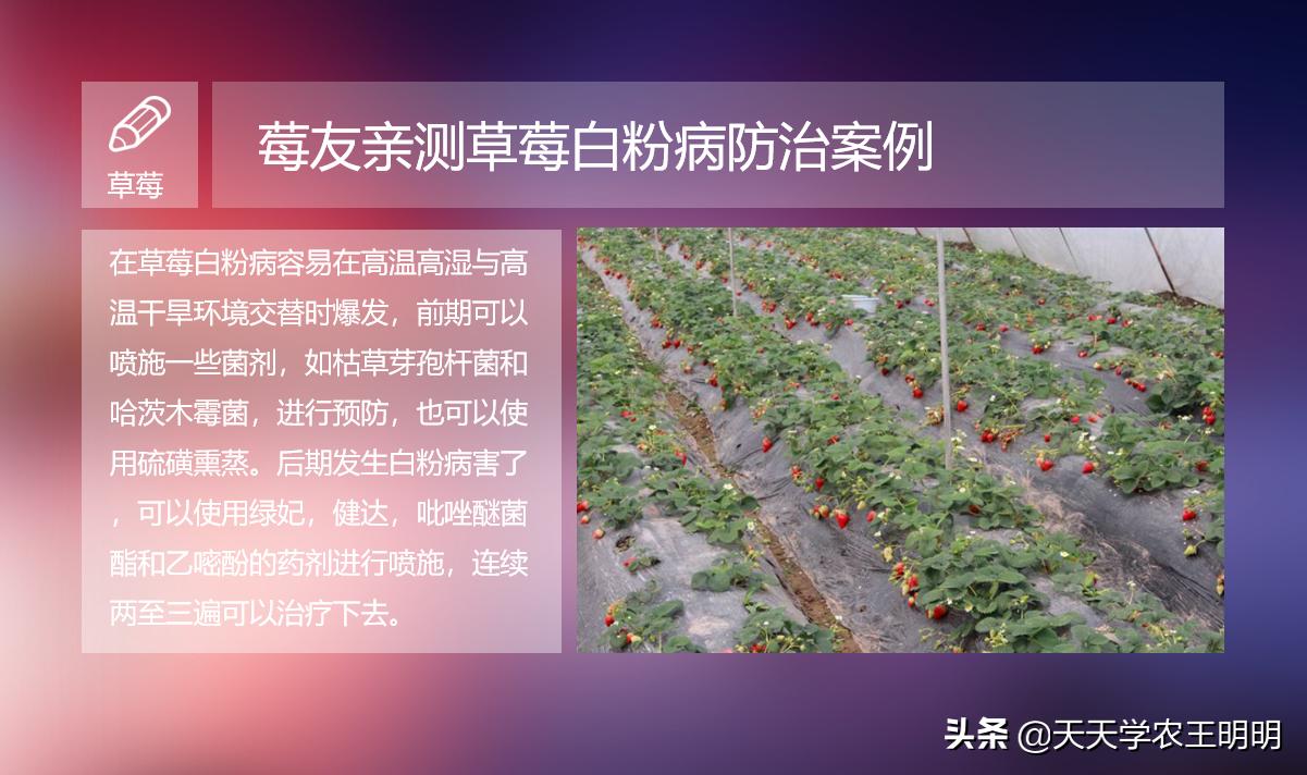 草莓长白毛是白粉病吗,草莓叶片上出现粉色白斑防治方法