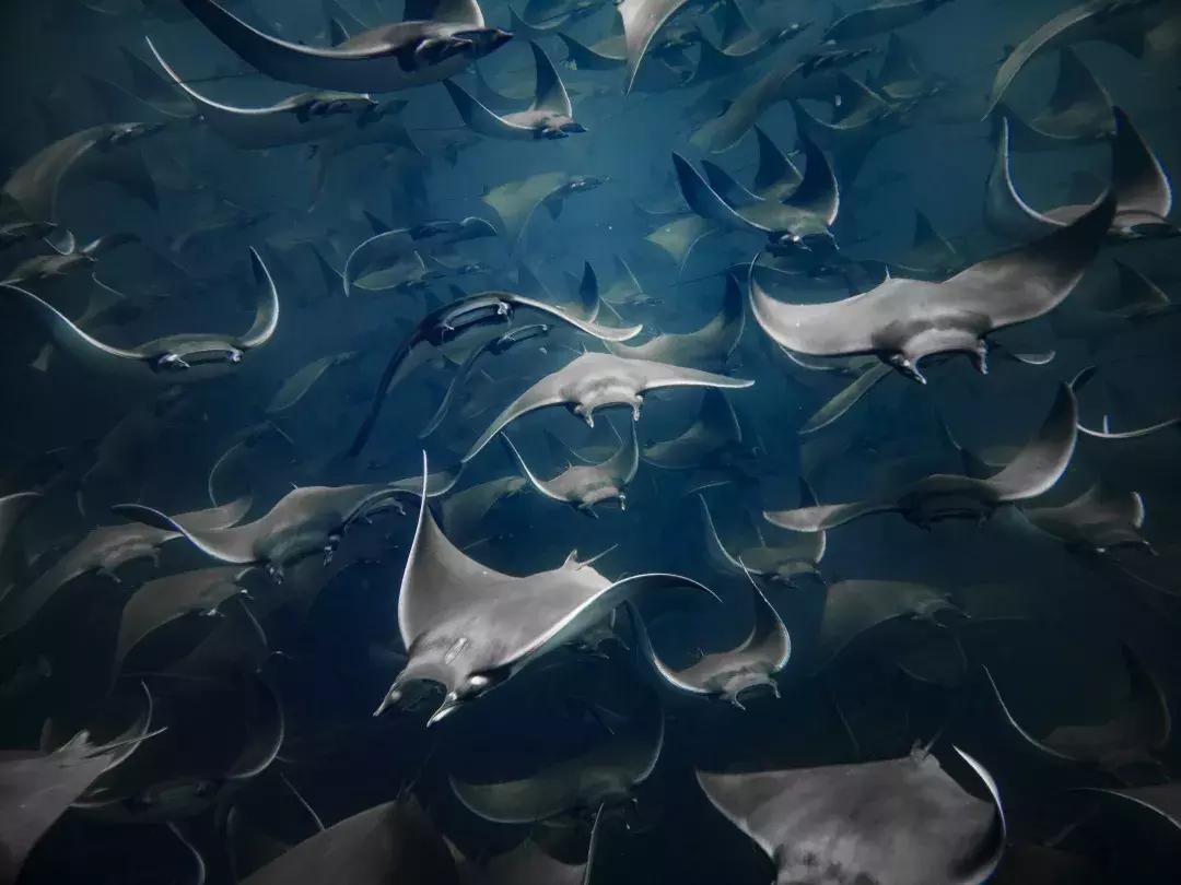 华为p30的镜头模组叫什么,华为p30镜头是蓝宝石的吗