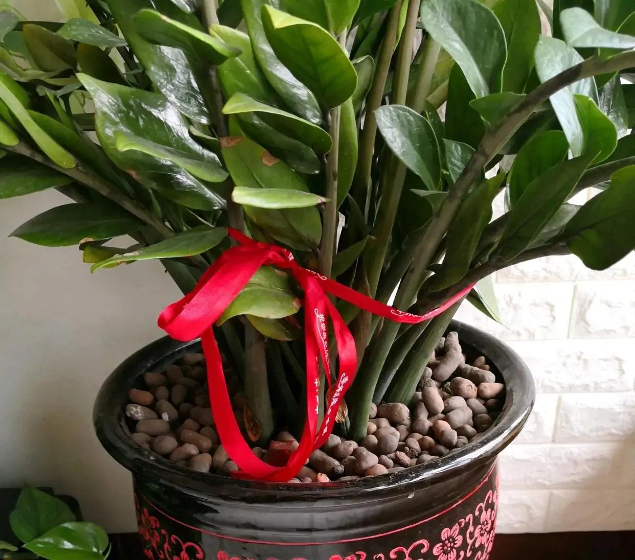 客厅高端大气摆件青花瓷盆,闲置花瓷盆放什么好