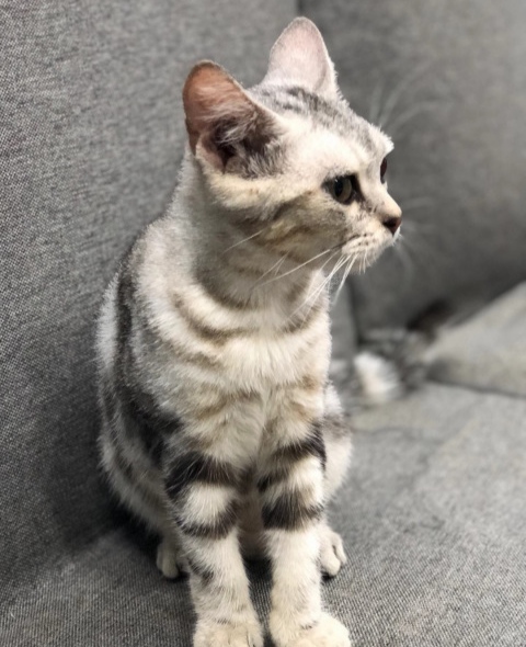 猫咪晚上特别吵屡教不改怎么办,猫咪脾气暴躁有哪些原因