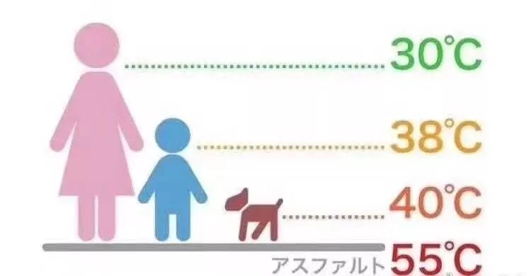 狗狗脚防烫伤,天气热狗狗脚烫伤怎么办