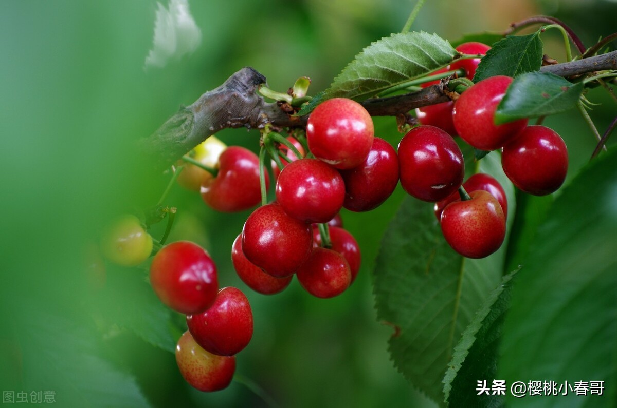 樱桃有虫子还能吃吗快来看看,樱桃生虫是怎么回事能吃吗