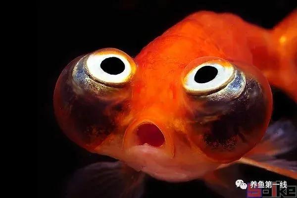 金鱼的种类图片和名字观赏,金鱼的品种分别有哪些图片