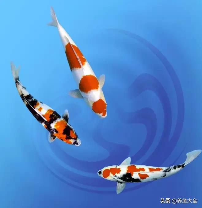 观赏鱼混养最佳方法,观赏鱼混养的最佳方法