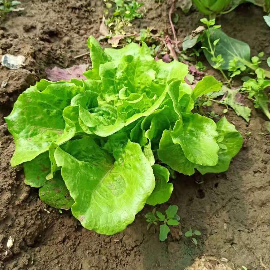 北京蟹岛,北京蟹岛一日游