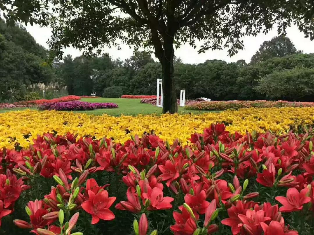 中秋优惠团购景区,团购石象湖门票