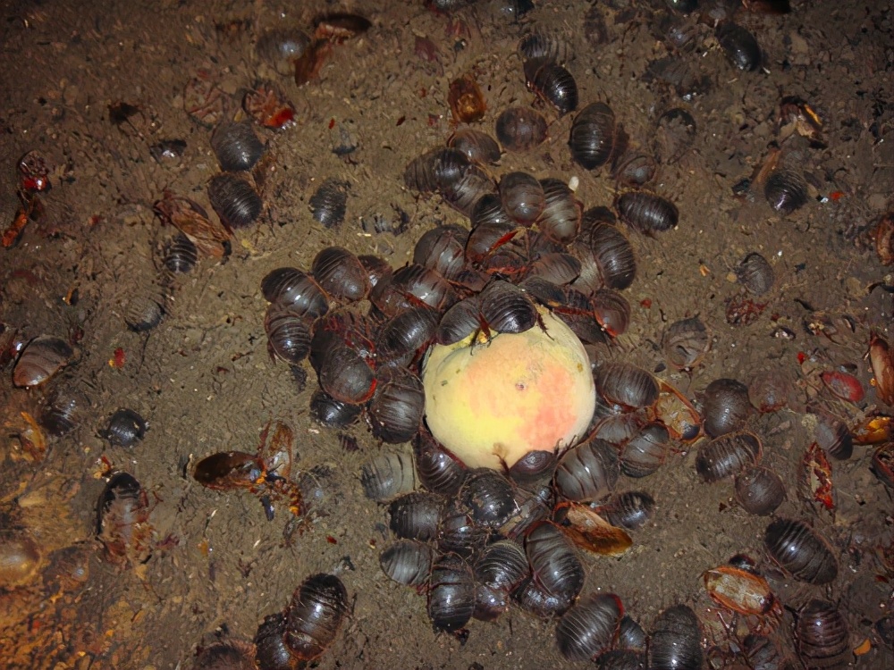 身披铠甲的土肥圆，土鳖不是形容词，而是餐桌上100一斤的美食