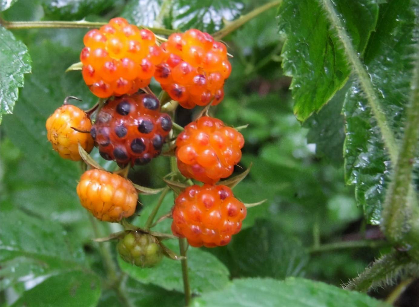 百种果子简介,百种果实图片