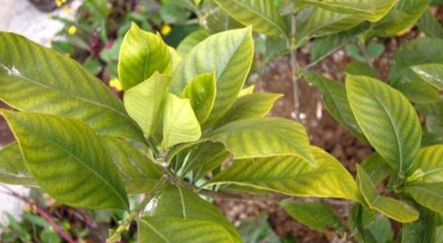 栀子花黄叶重剪后如何养护,栀子花长得细弱黄叶春季如何处理