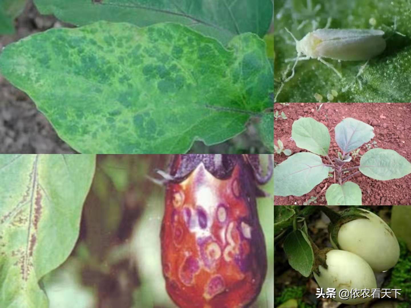 茄子苗期叶片长斑是什么病,茄子叶子变黄缺什么肥料