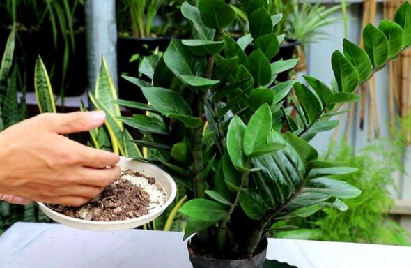 养金钱树做好5点,植株不停窜新芽,金钱叶一串串,油绿又繁茂