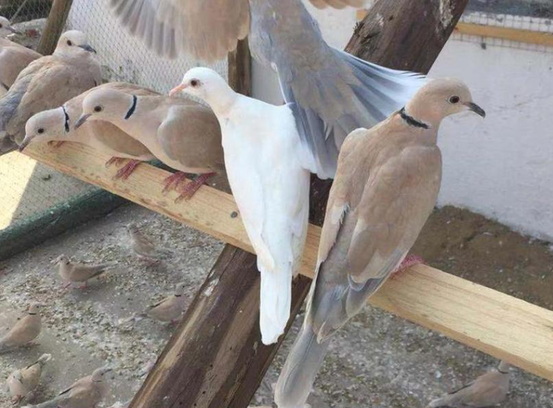 人工养殖的斑鸠一年能繁殖几窝,斑鸠的人工养殖方法