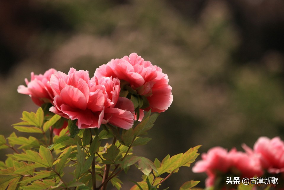 最美牡丹诗词20首,研究牡丹花