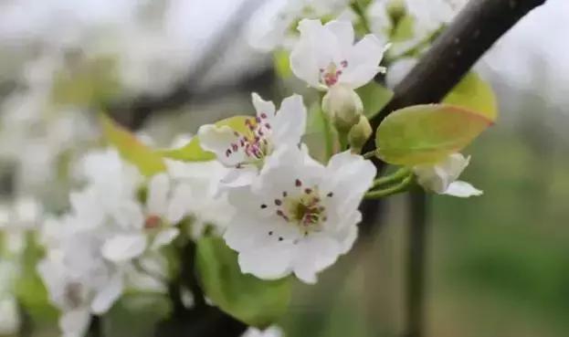 别再说安义没什么玩的了,有这一篇就够了!