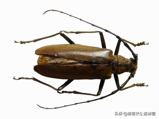 森林管理者如何防治害虫天牛,园林蛀干害虫之天牛类防治方案