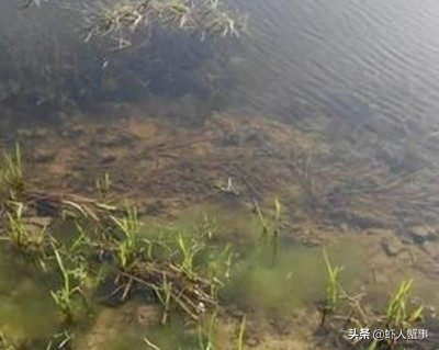 养殖小龙虾发臭怎么解决,小龙虾养殖水质浑浊什么办法变清