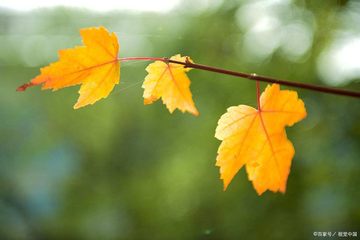 湖南农业大学全国农业排名,湖南农业大学在农业类排名