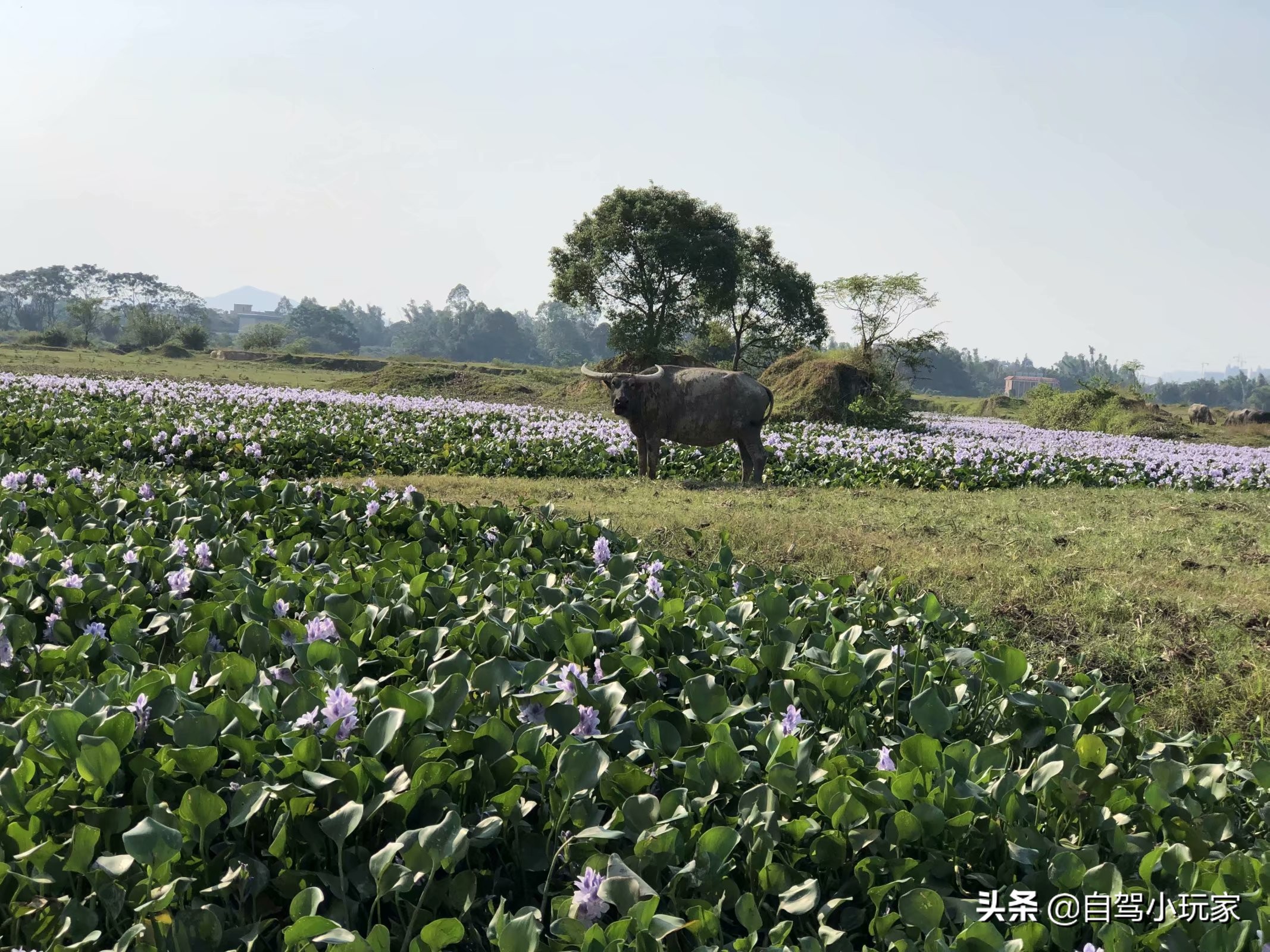离深圳最近的野营地,深圳适合钓鱼露营的地方