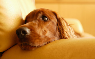 家里狗掉毛难闻是什么病,狗狗身体发臭什么原因