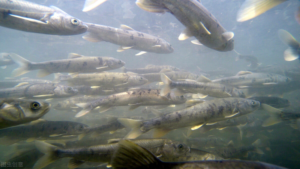 纳木错的“不动产”:年产3000吨鱼,青海湖成“前车之鉴”?