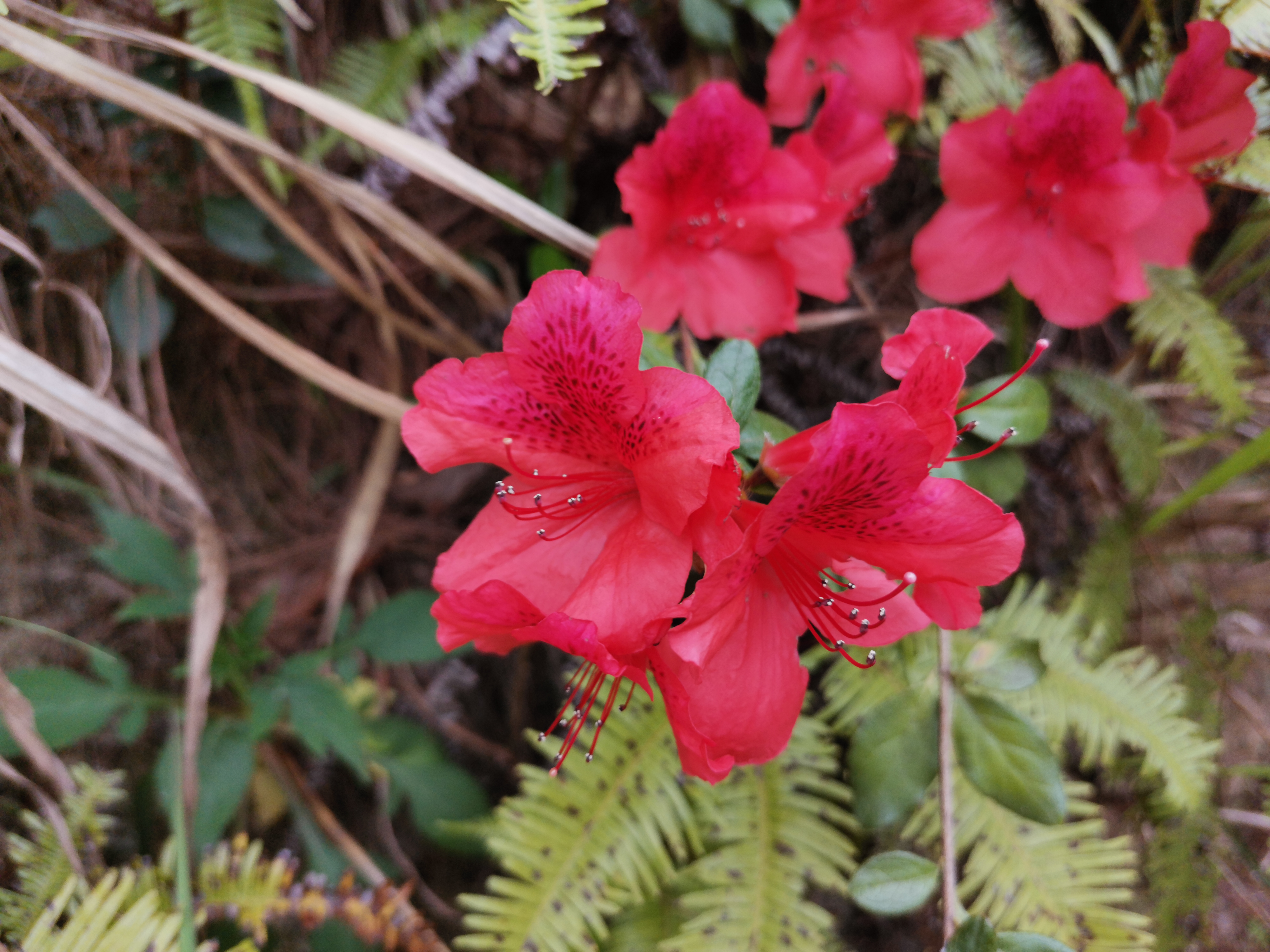 深山野生杜鹃花,中国最好的野生杜鹃花