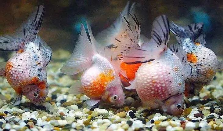 金鱼栽头方法图解,金鱼吊兰花怎么栽活