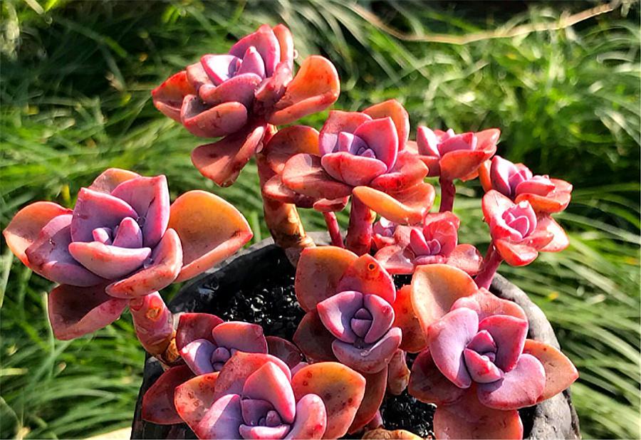 多肉彩虹糖养殖方法 (多肉彩虹糖和多肉紫乐哪个好养)