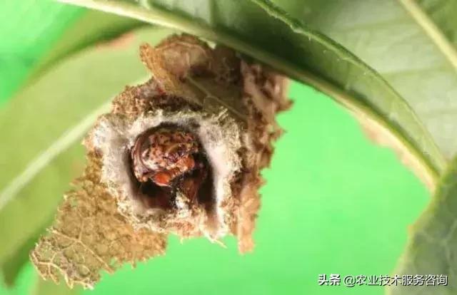 柑橘虫害高清图谱及防治方法,柑橘虫害物理消灭