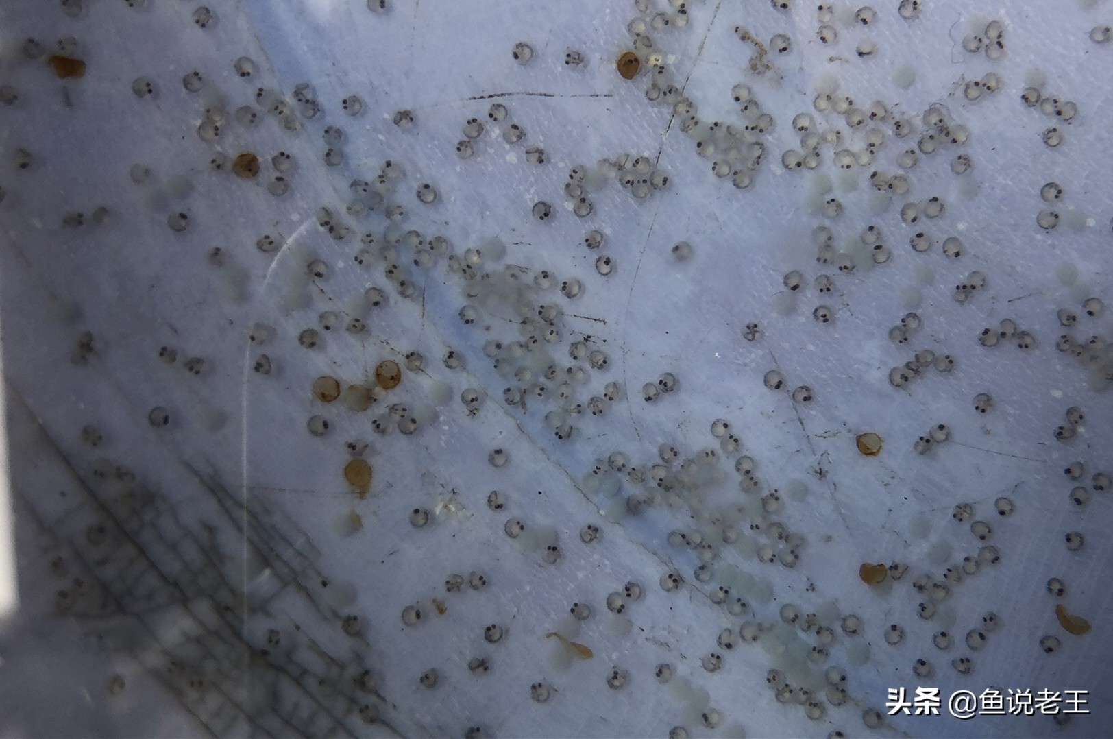 金鱼繁殖技术和饲养方法,兰寿金鱼繁殖几月份繁殖