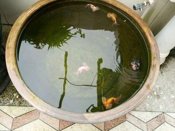 鱼缸物理过滤没有过滤棉,鱼缸物理过滤和生化过滤哪个重要