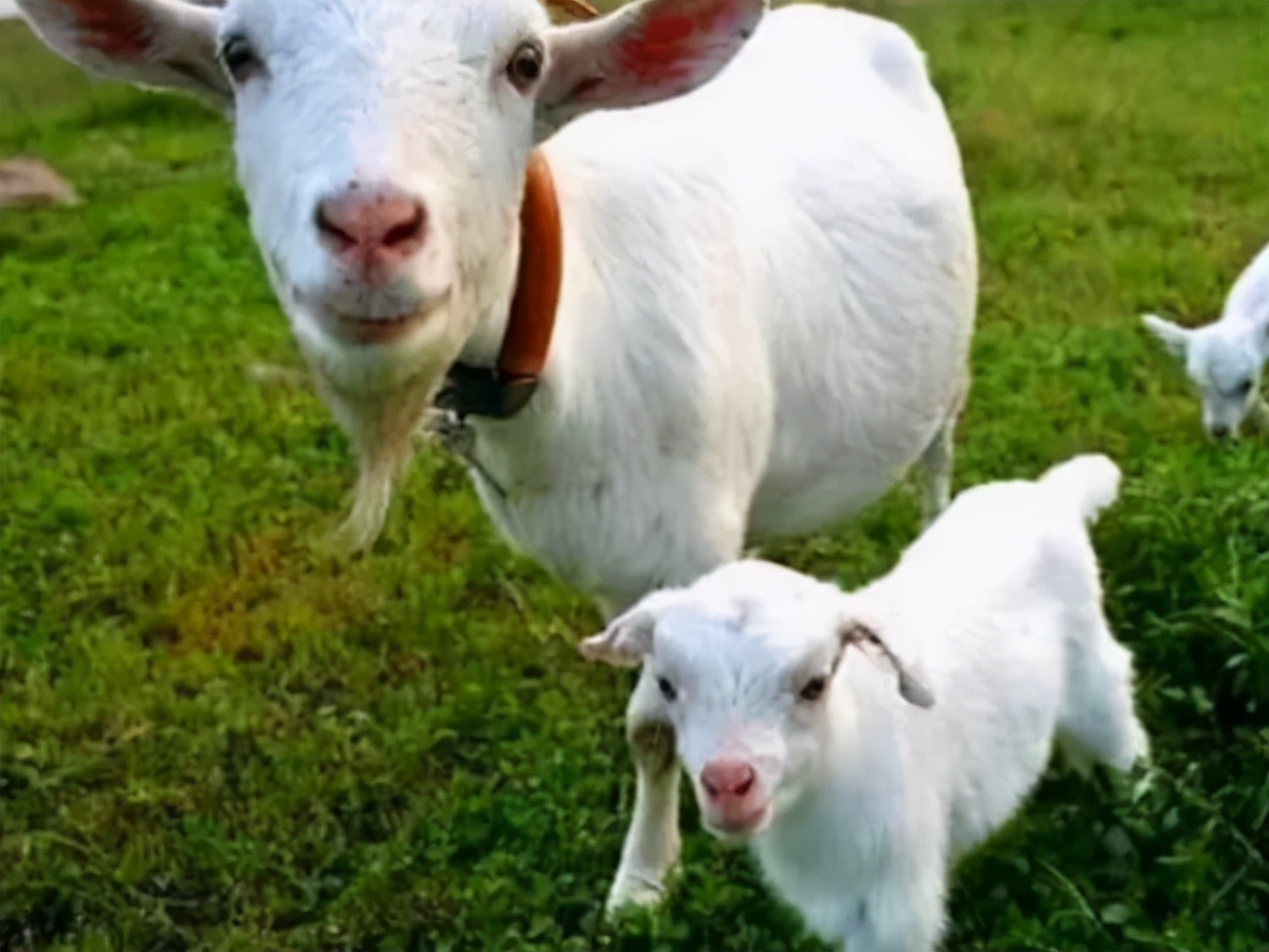 母羊奶水不够小羊羔补充纯奶,母羊奶水特别粘稠怎么处理