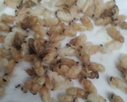 怎么处理蜂蛹和蜂巢,养蜂出现白头蛹怎么办