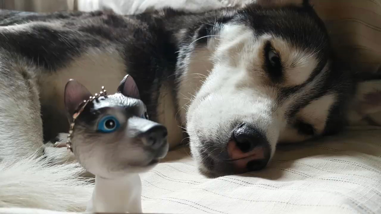 狗狗太胖肚子下垂,狗狗太瘦了怎么办3大原因分析