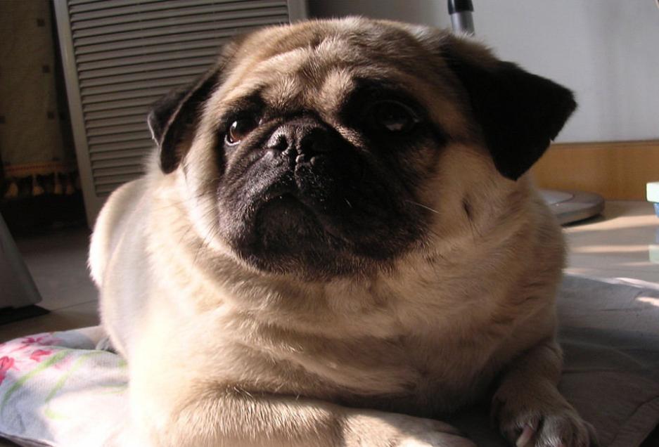 巴哥犬最忌讳的几件事,养巴哥犬有什么注意事项