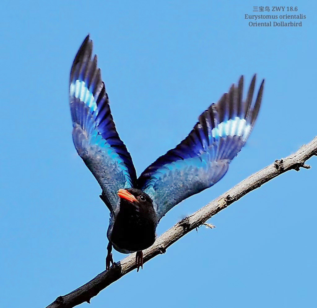 被飞舞灵动的小鸟抓住了心静心老师的奥林巴斯拍鸟故事