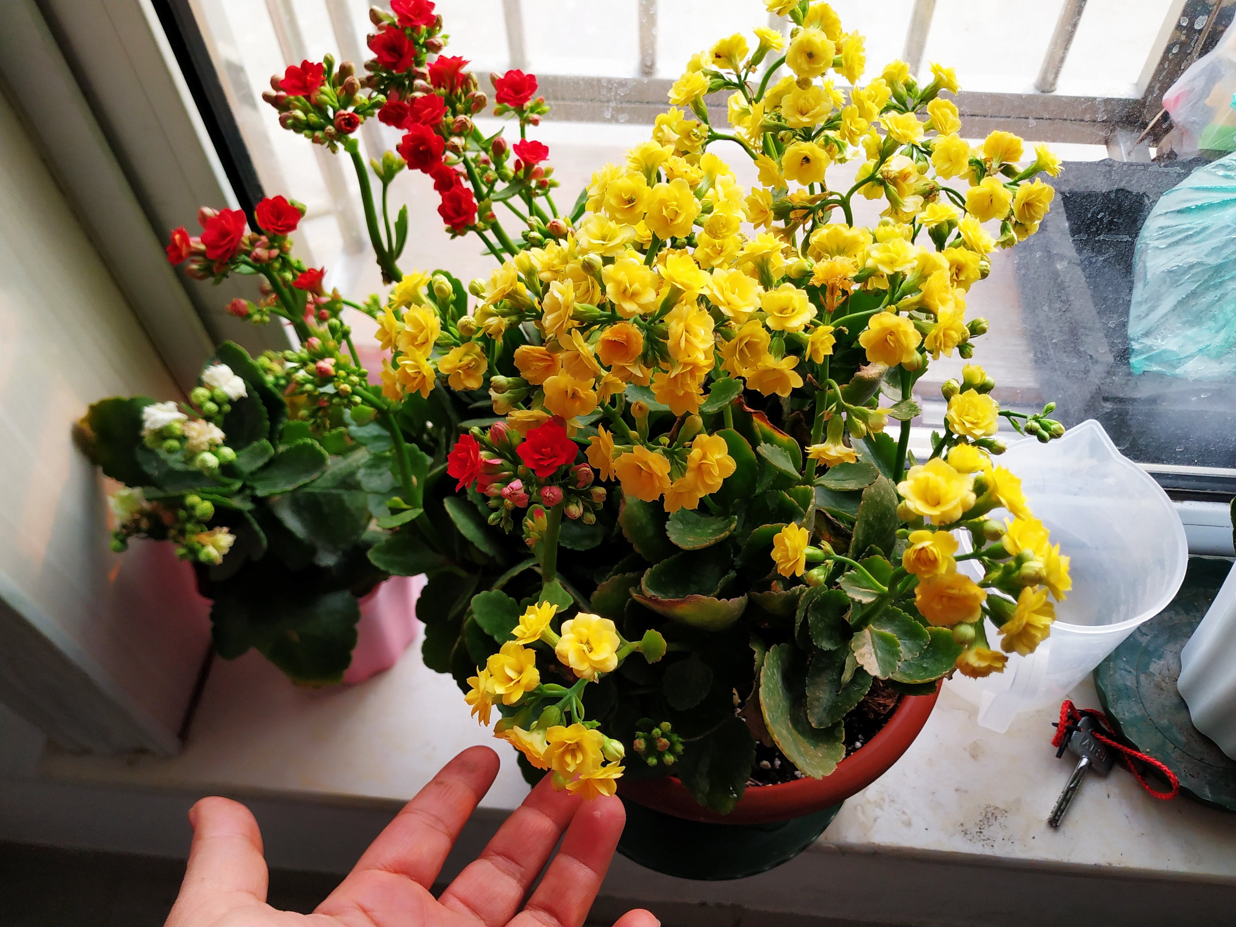 水泡烂苹果，可以喝的“营养液”，干净肥力大，浇啥旺啥，还减肥