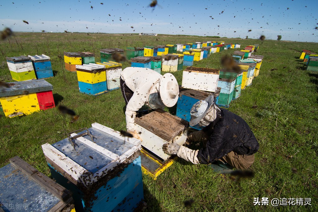 春繁如何饲喂糖水,秋繁奖励饲喂方法是怎样喂