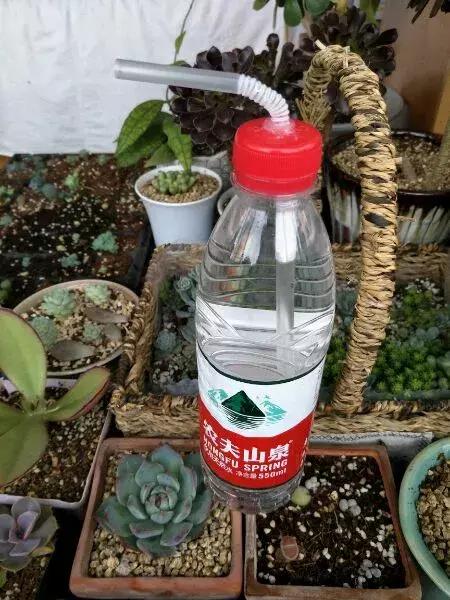 绿萝专用自吸花盆,绿萝吊兰怎么养才能长满花盆