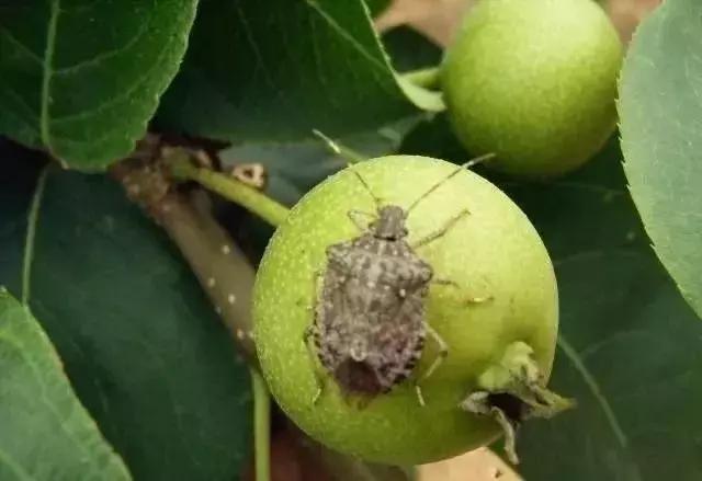 梨树叶子被吃虫害图片及防治方法,梨树八大虫害高清图谱防治方法