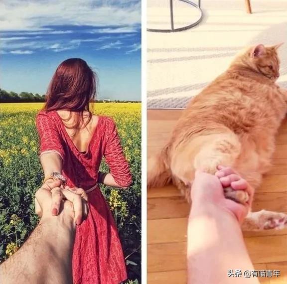 医生说我家猫很有性格,医生说我的猫有点傻