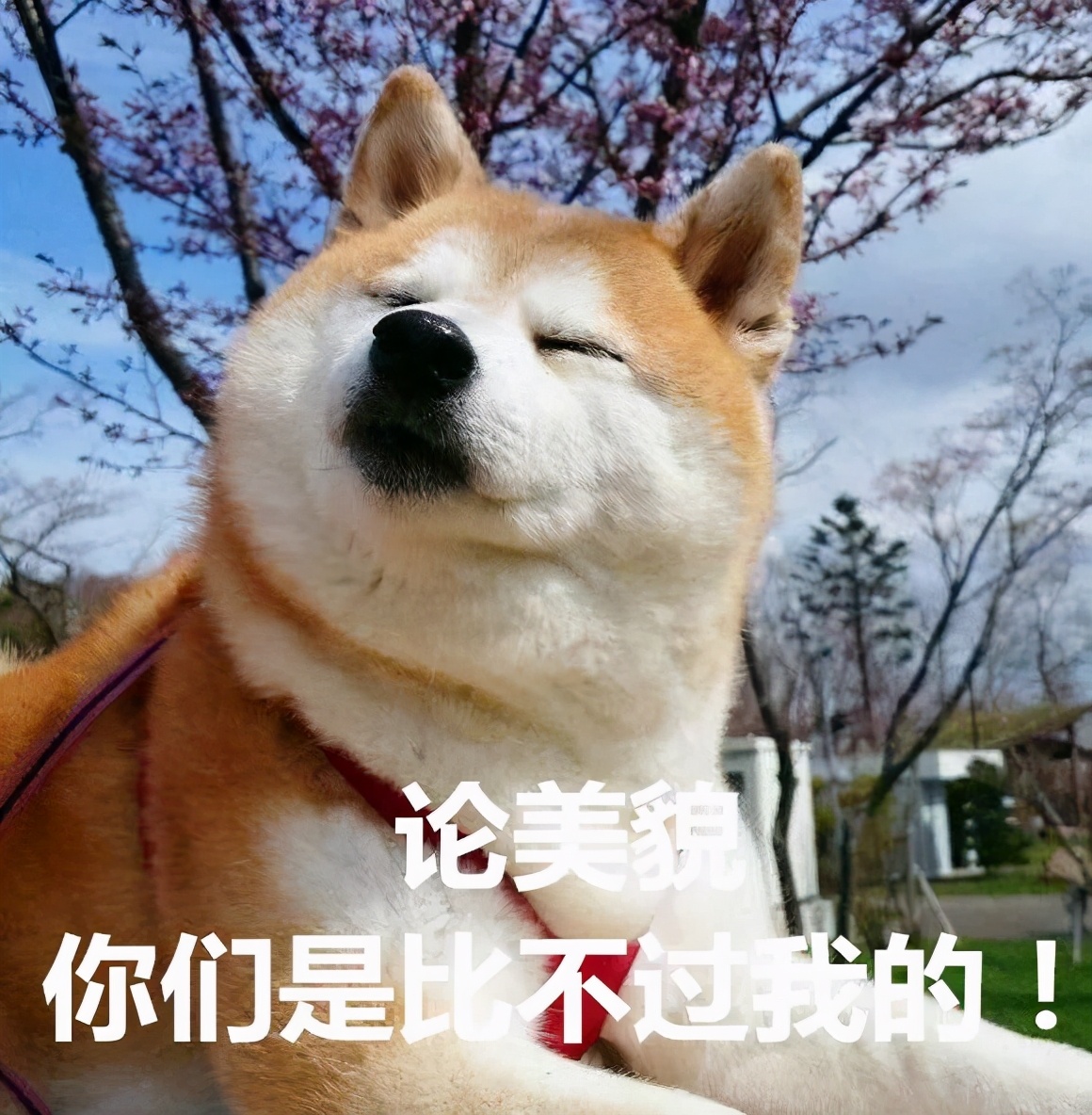 狗狗颜值排行榜你家狗子上榜了吗,狗界颜值排行萨摩耶