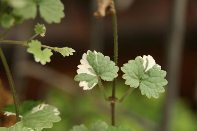 香草花园(1)|享受采摘薄荷和使用新鲜香草来调味乐趣
