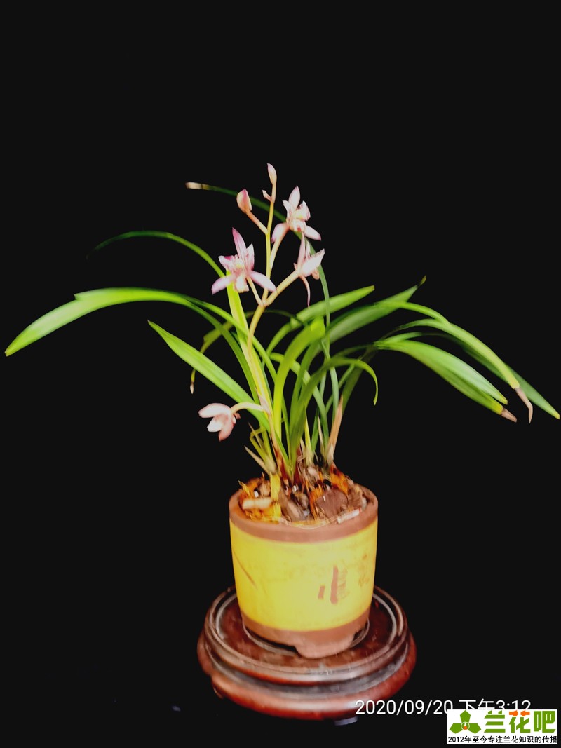 兰花浇水为了达到“润”，在3种花盆上，分享我走的弯路