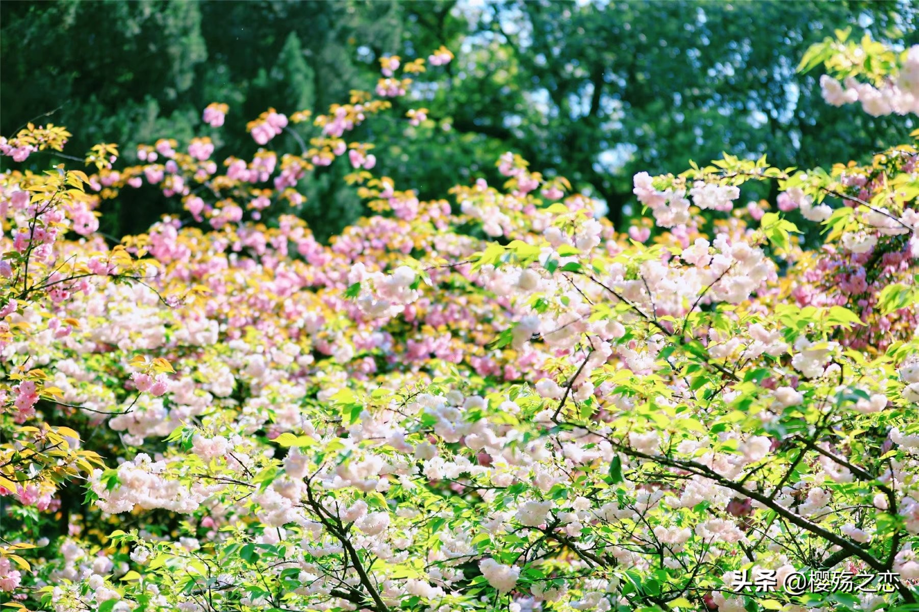 我国唯一建在5a级景区的大学,哪所大学是5a级景区