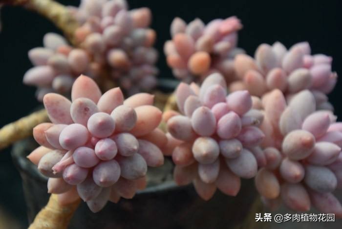 婴儿手指怎么养才能爆盆,婴儿手指怎么养的又胖又圆