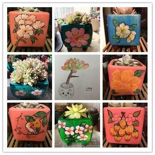 日常生活中常见的多肉植物,多肉植物神奇之处