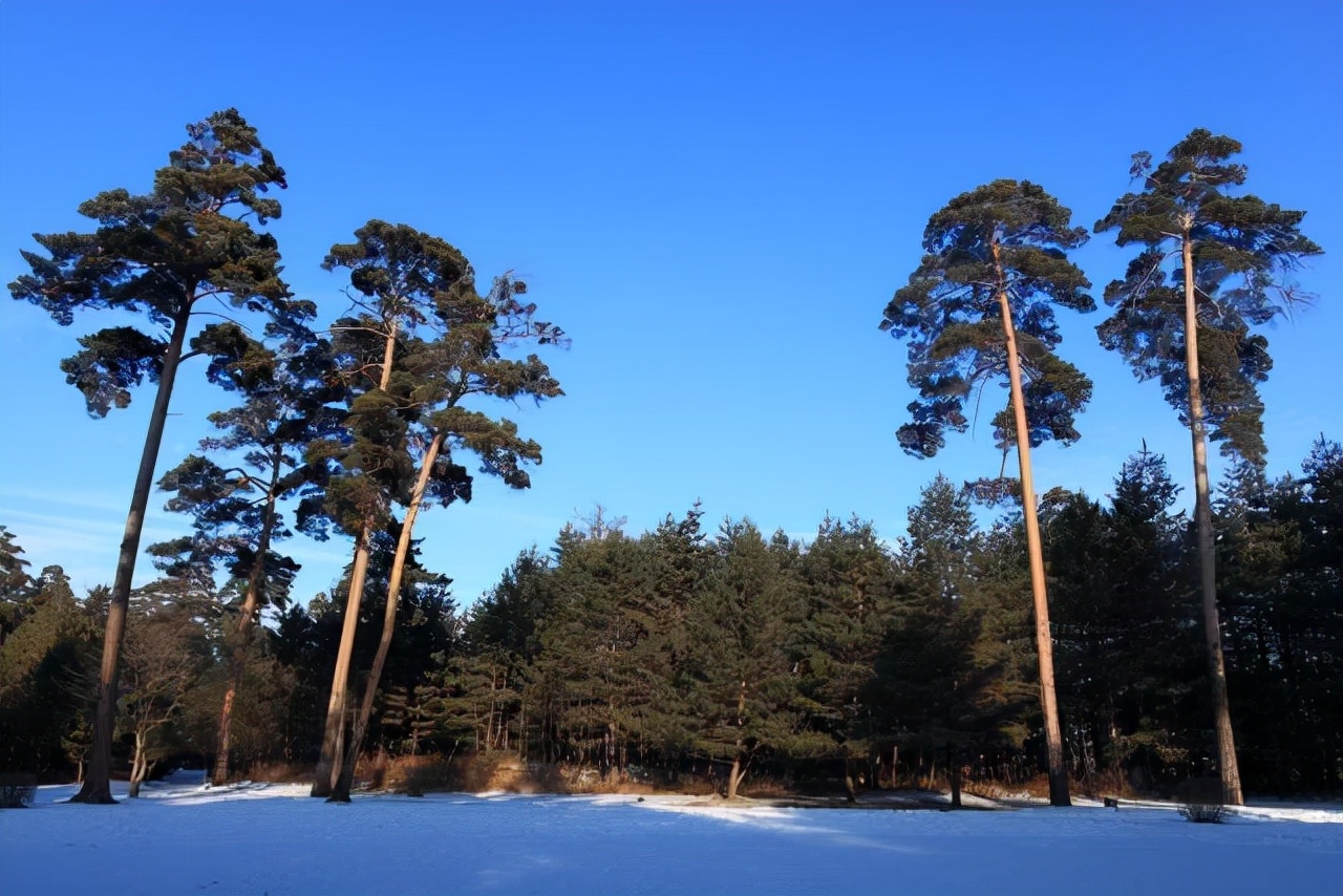 东北山上的一棵松,东北有个树营养价值很高